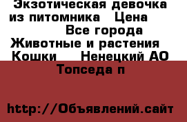 Экзотическая девочка из питомника › Цена ­ 25 000 - Все города Животные и растения » Кошки   . Ненецкий АО,Топседа п.